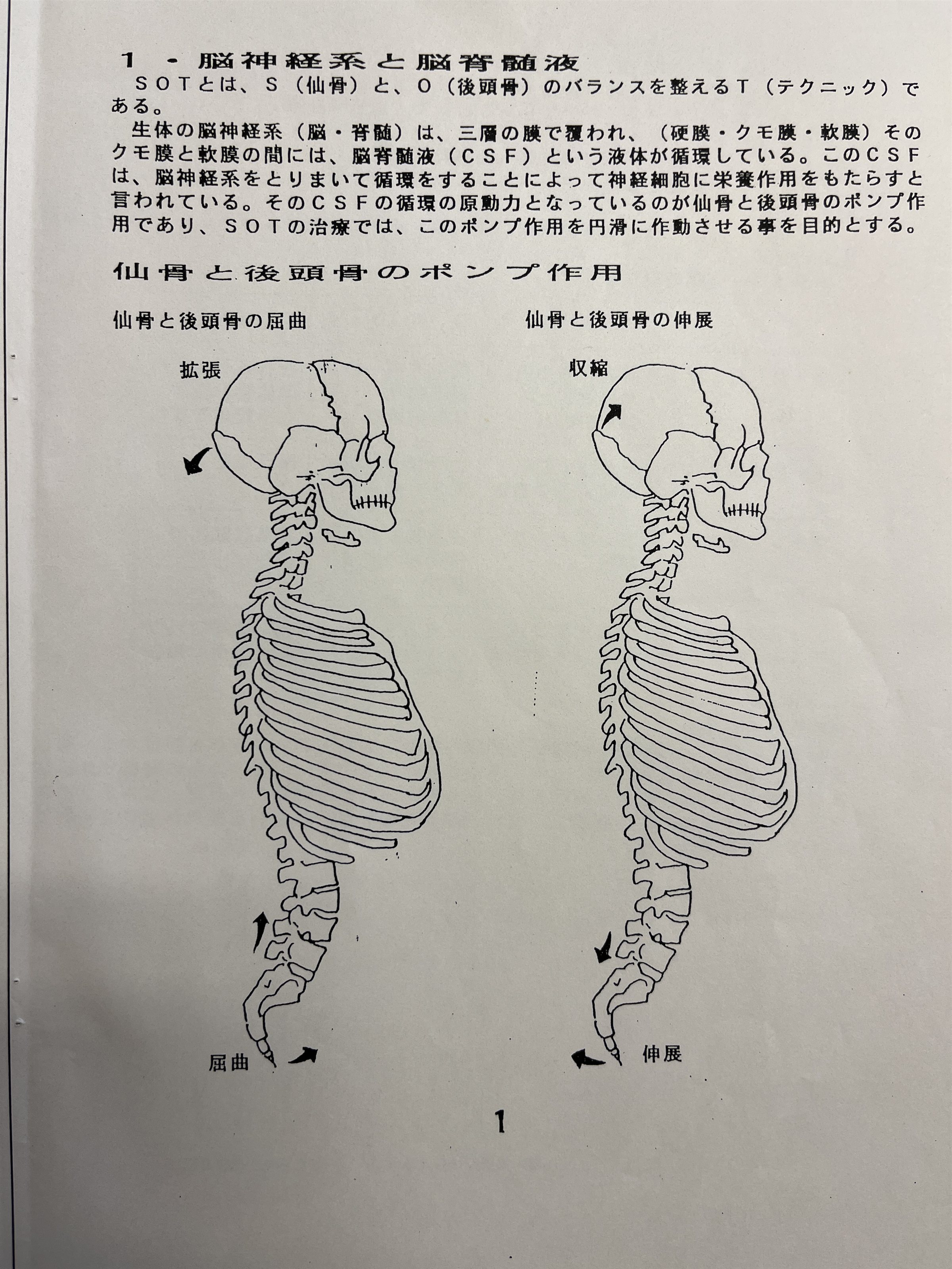 仙台 整体院 頭蓋骨矯正
